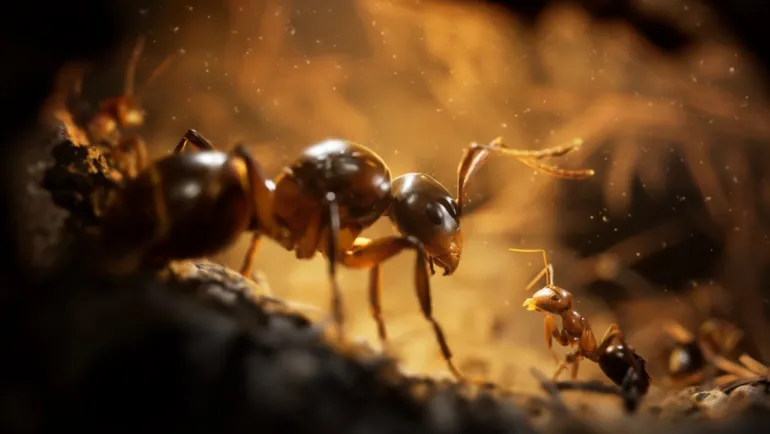 Empire of the Ants - Playstation 5