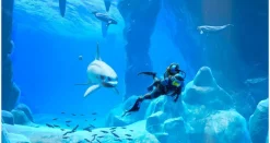 Endless Ocean Luminous - Nintendo Switch