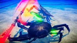 Fight Crab: Shella Awesome Edition - Nintendo Switch
