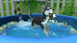 LITTLE FRIENDS PUPPY ISLAND DAY 1 PHONE RING GWP - SWITCH